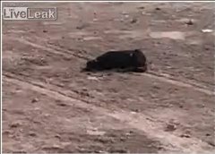 perro torturado por soldados en Irak